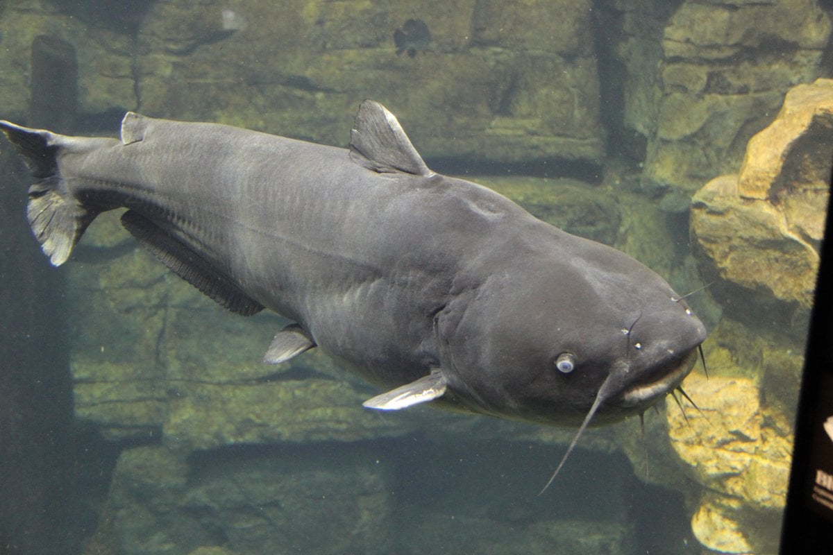 Tennessee Aquarium - Gallery Image 4